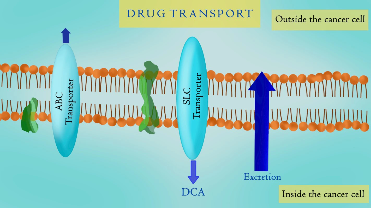 Image depicts how drug transportation is sometimes disturbed and some cells may be resistant.